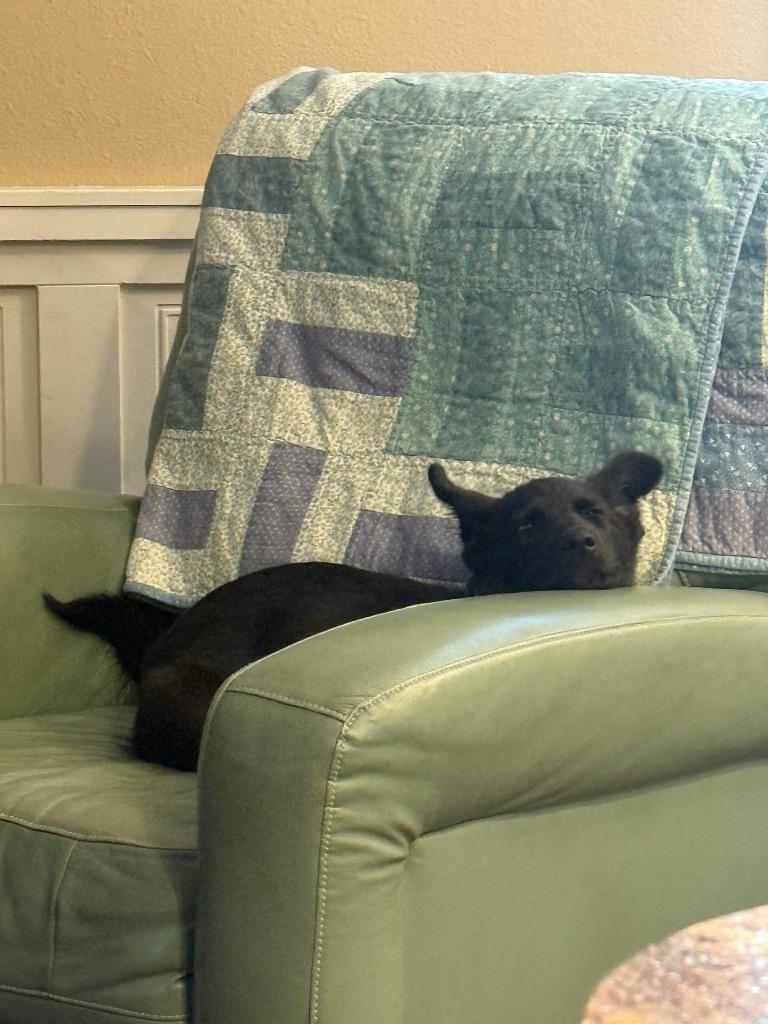 Liberty, a Adoptable mixed breed in St. Helens, OR image 5/5