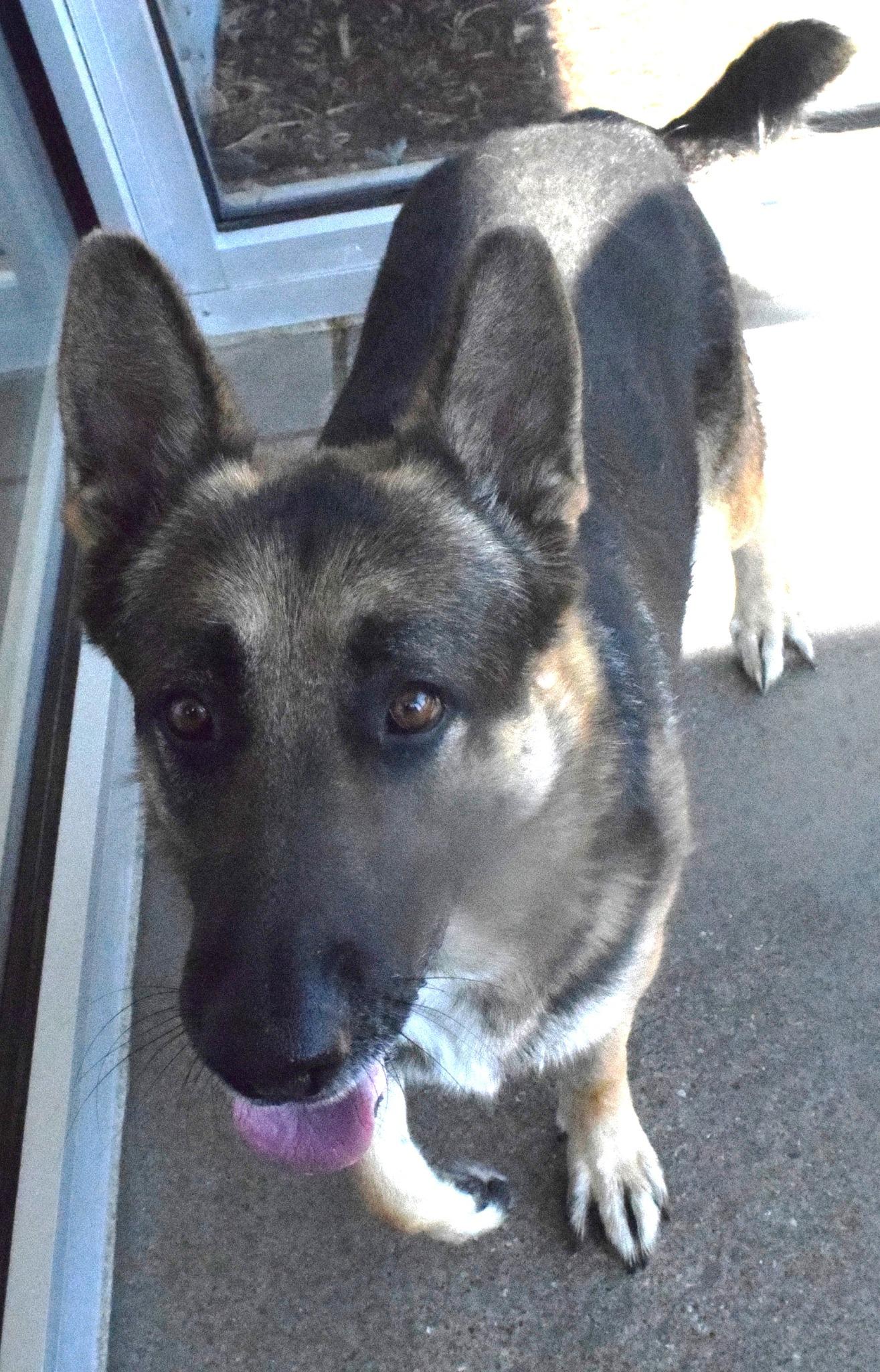22209, ADOPTABLE, Adult Male German Shepherd Dog.
