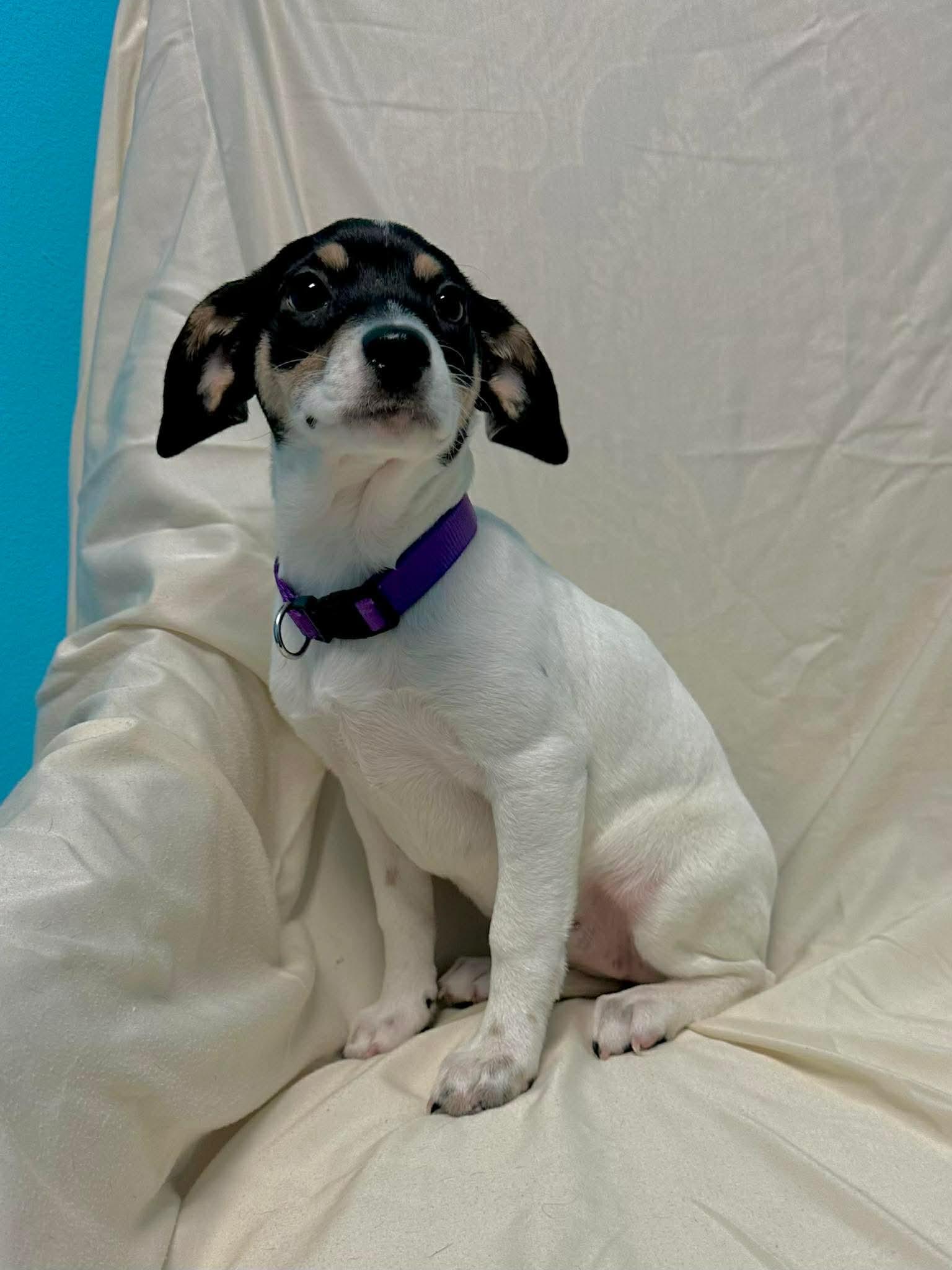 Snow Pea, ADOPTABLE, Puppy Female Cattle Dog.