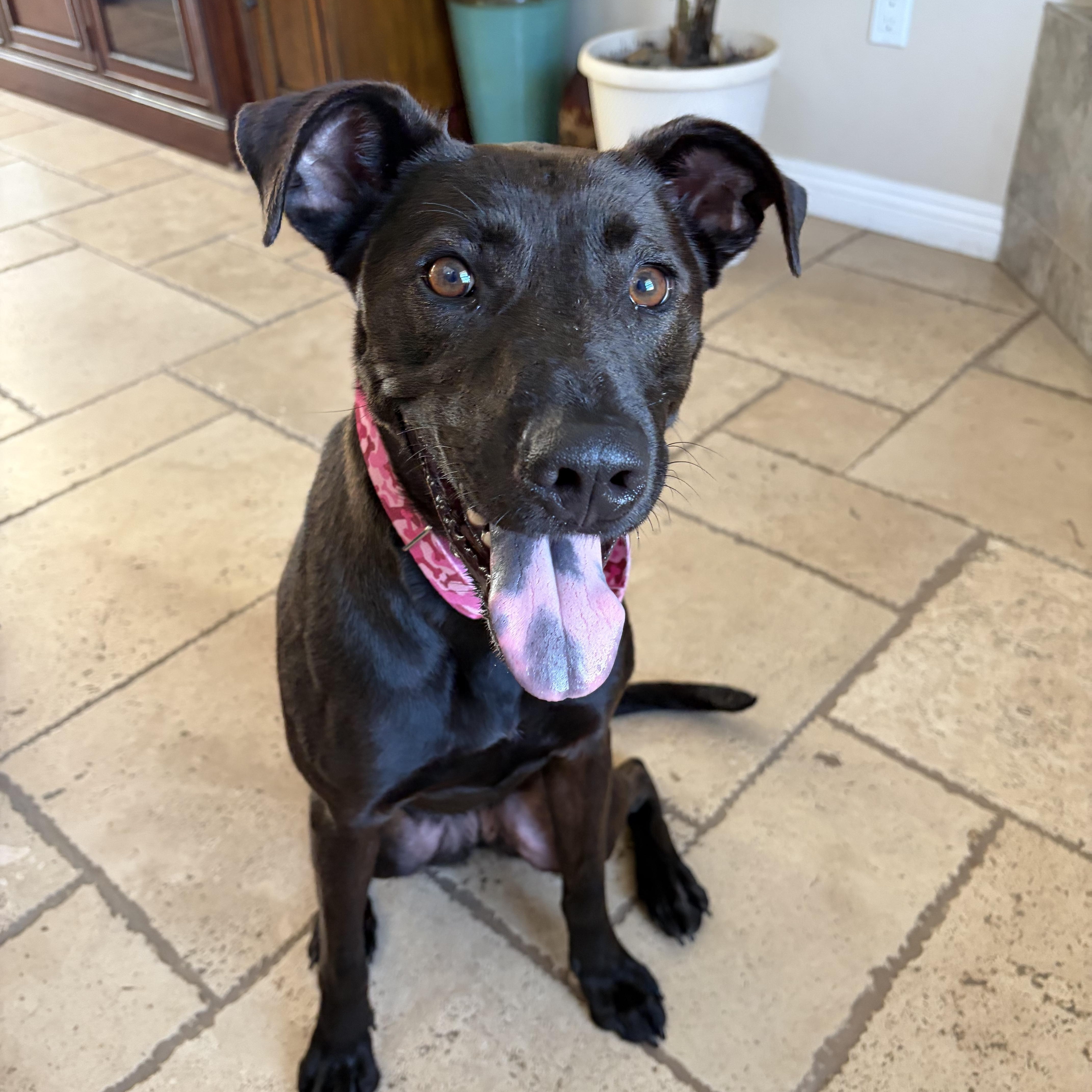 Enlarge Wednesday, a ADOPTABLE mixed breed in Poway, CA image 4/5
