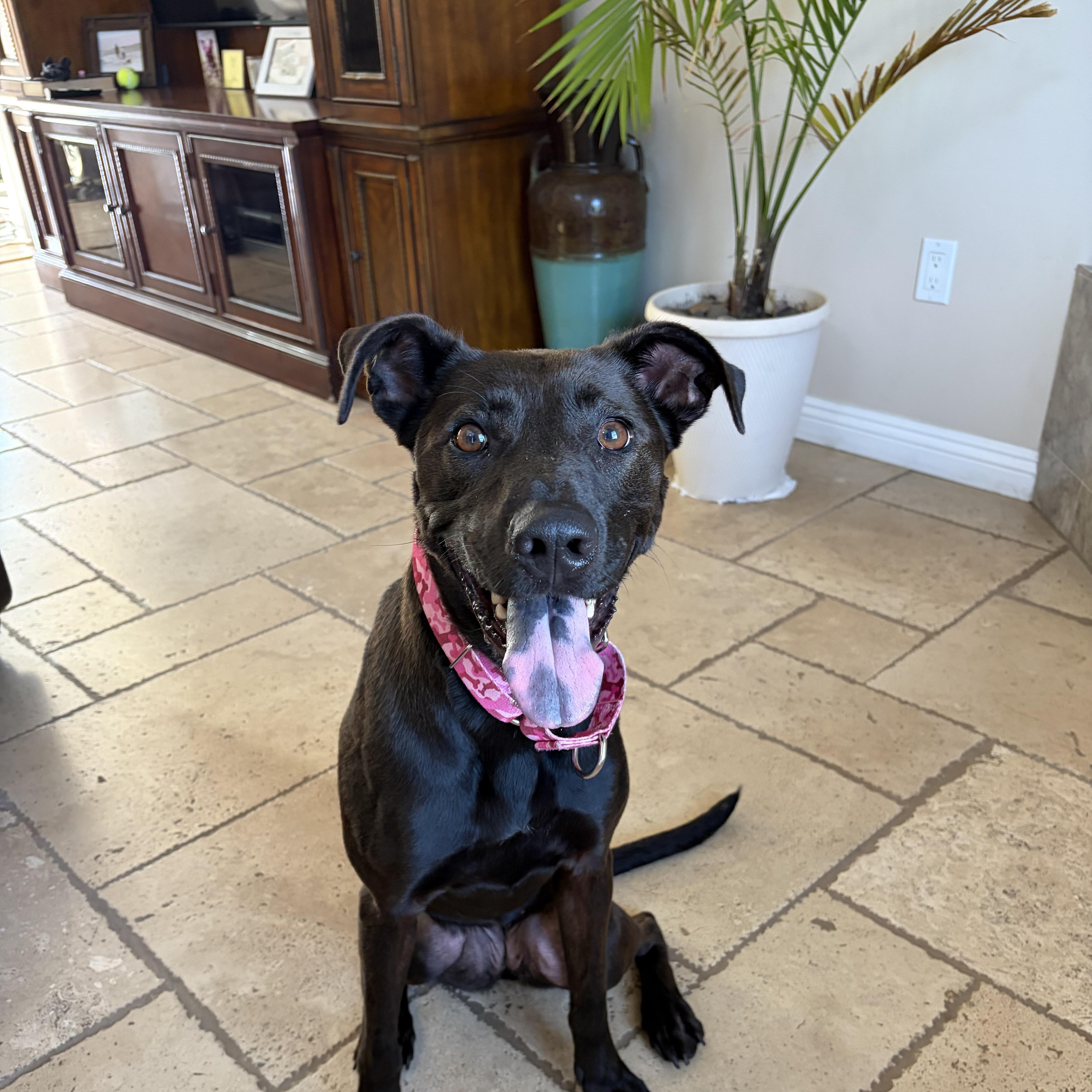 Enlarge Wednesday, a ADOPTABLE mixed breed in Poway, CA image 5/5