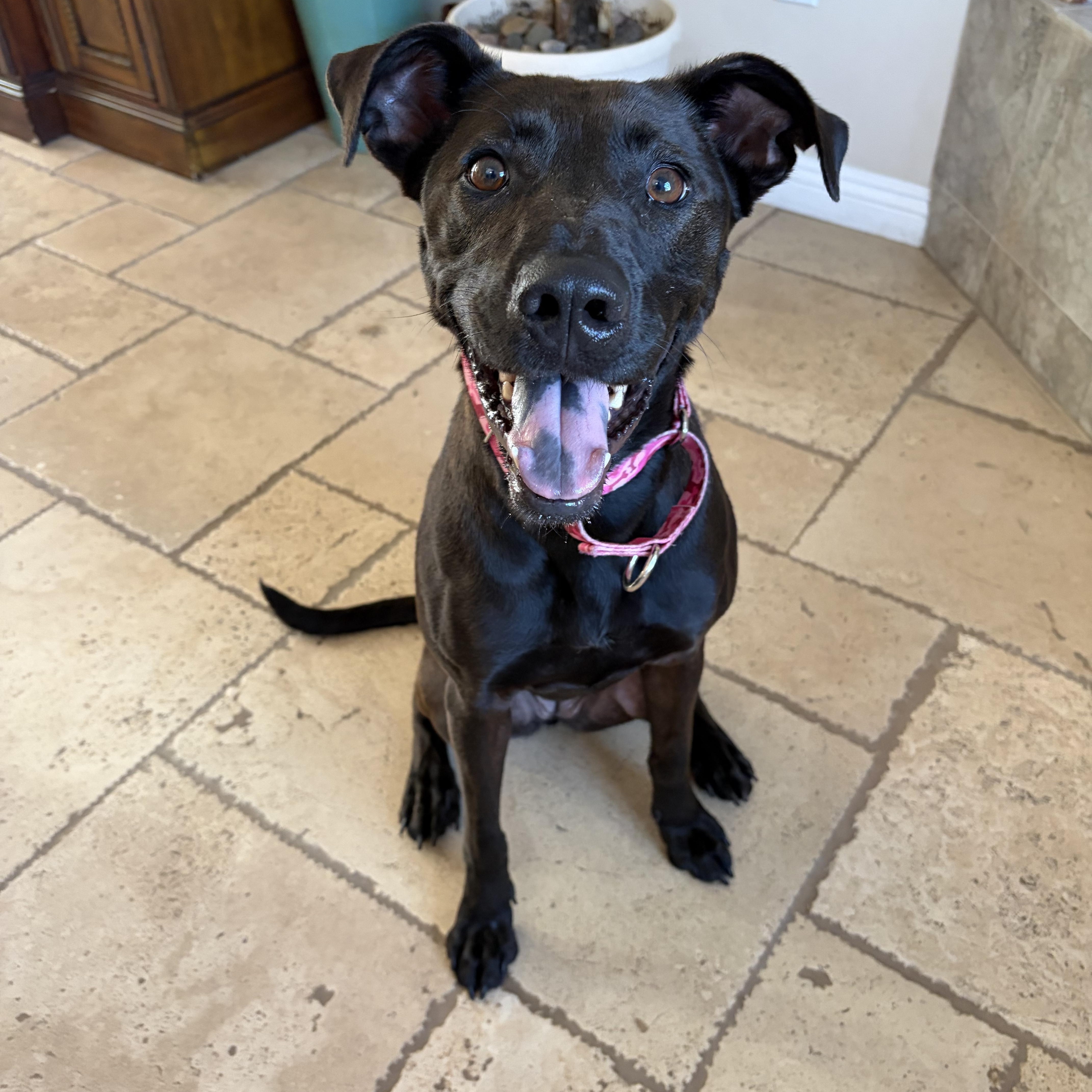 Enlarge Wednesday, a ADOPTABLE mixed breed in Poway, CA image 1/5