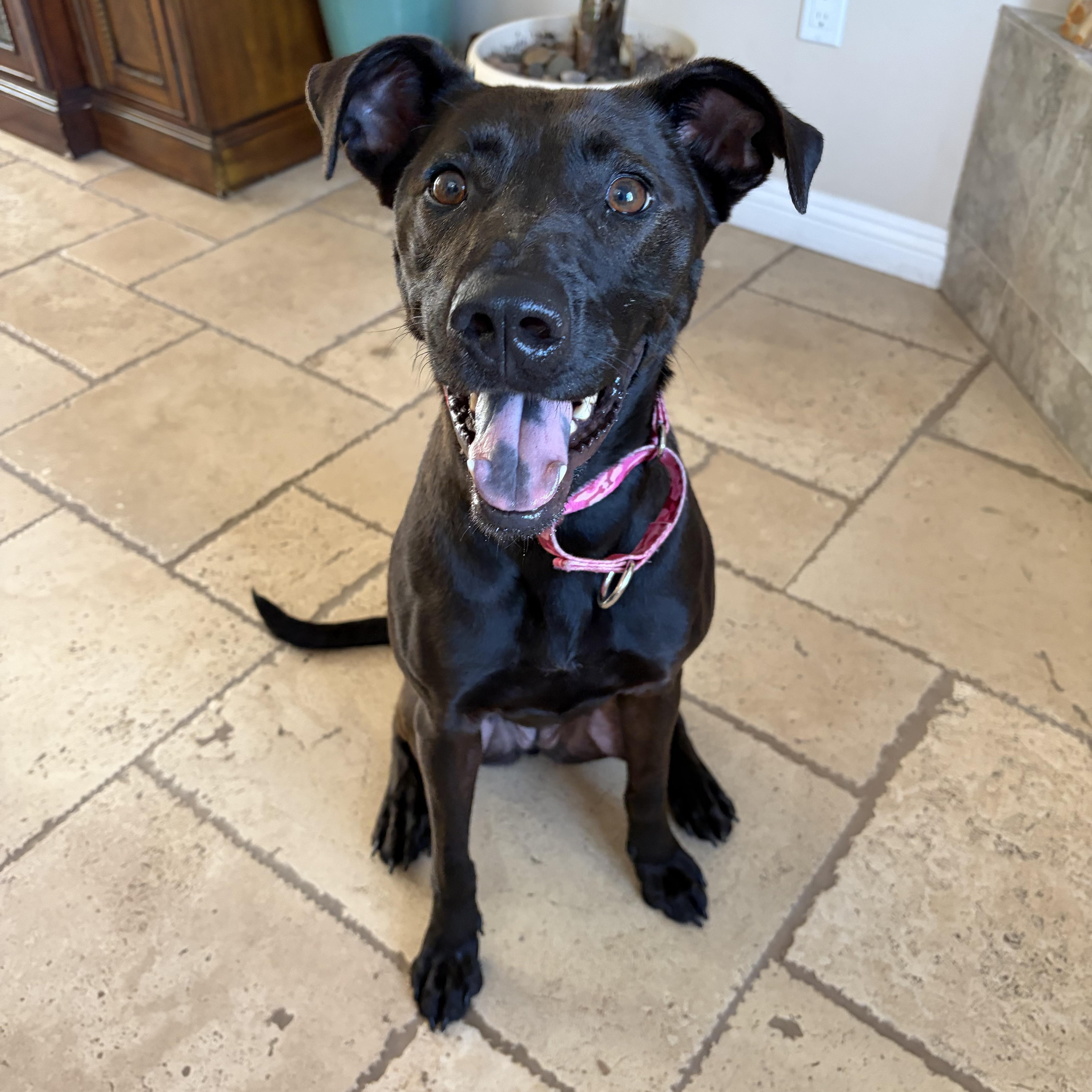 Enlarge Wednesday, a ADOPTABLE mixed breed in Poway, CA image 2/5