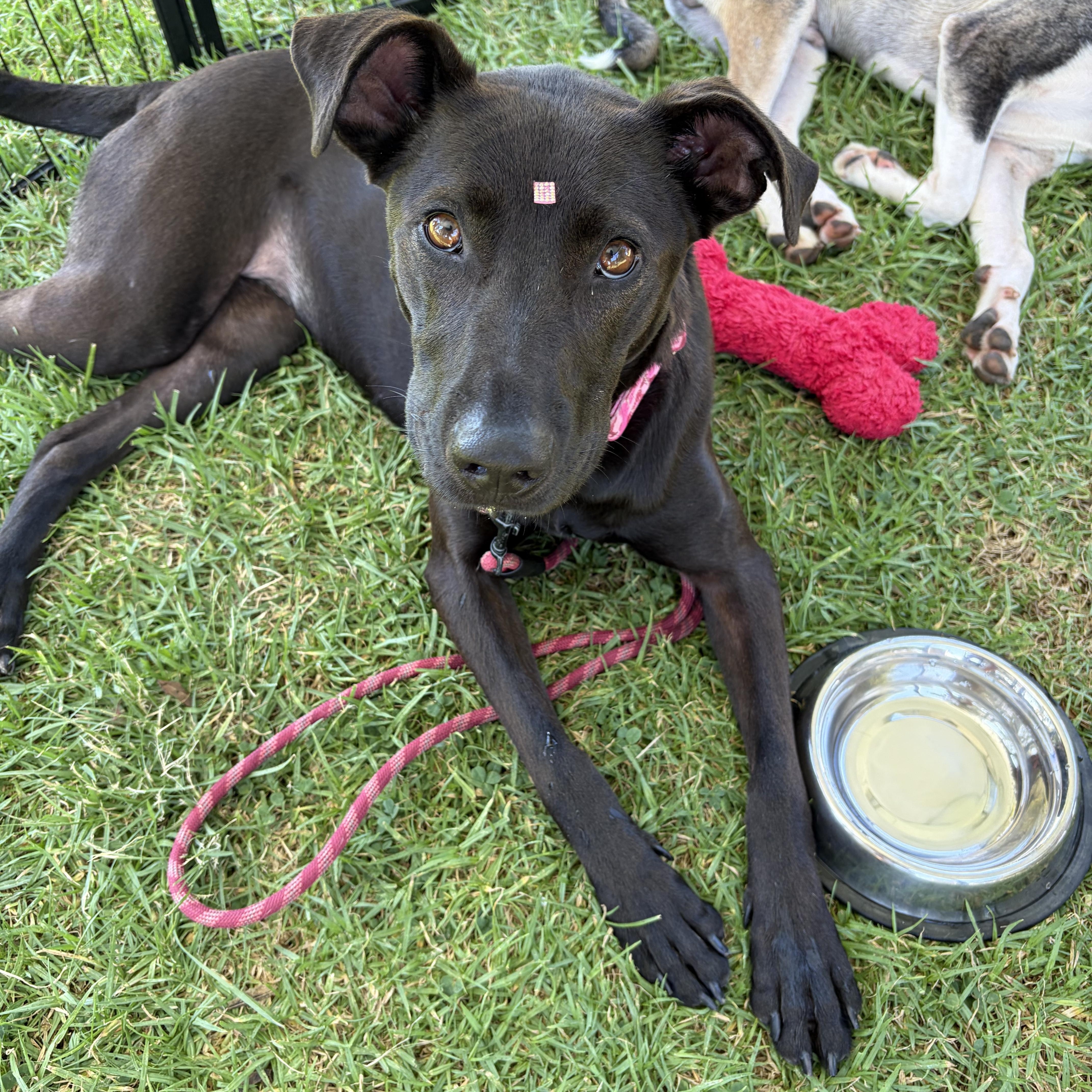 Enlarge Wednesday, a ADOPTABLE mixed breed in Poway, CA image 3/5