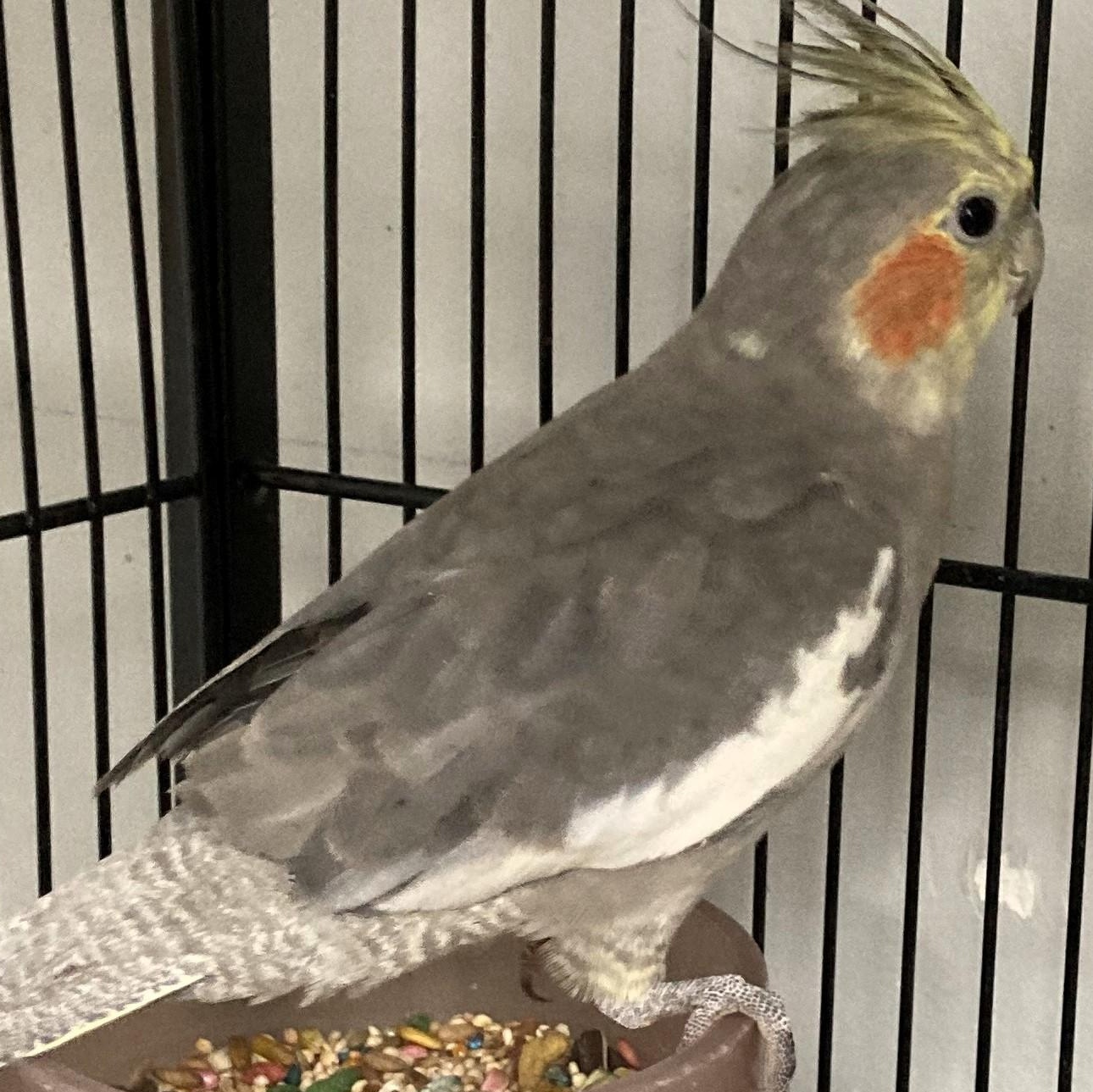 Enlarge Skipper, a Adoptable Cockatiel in Lenexa, KS image 1/1