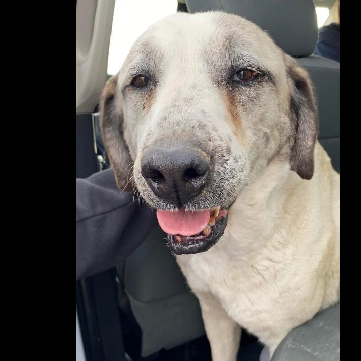 Lady, Adoptable, Senior Female Anatolian Shepherd & Mixed Breed.