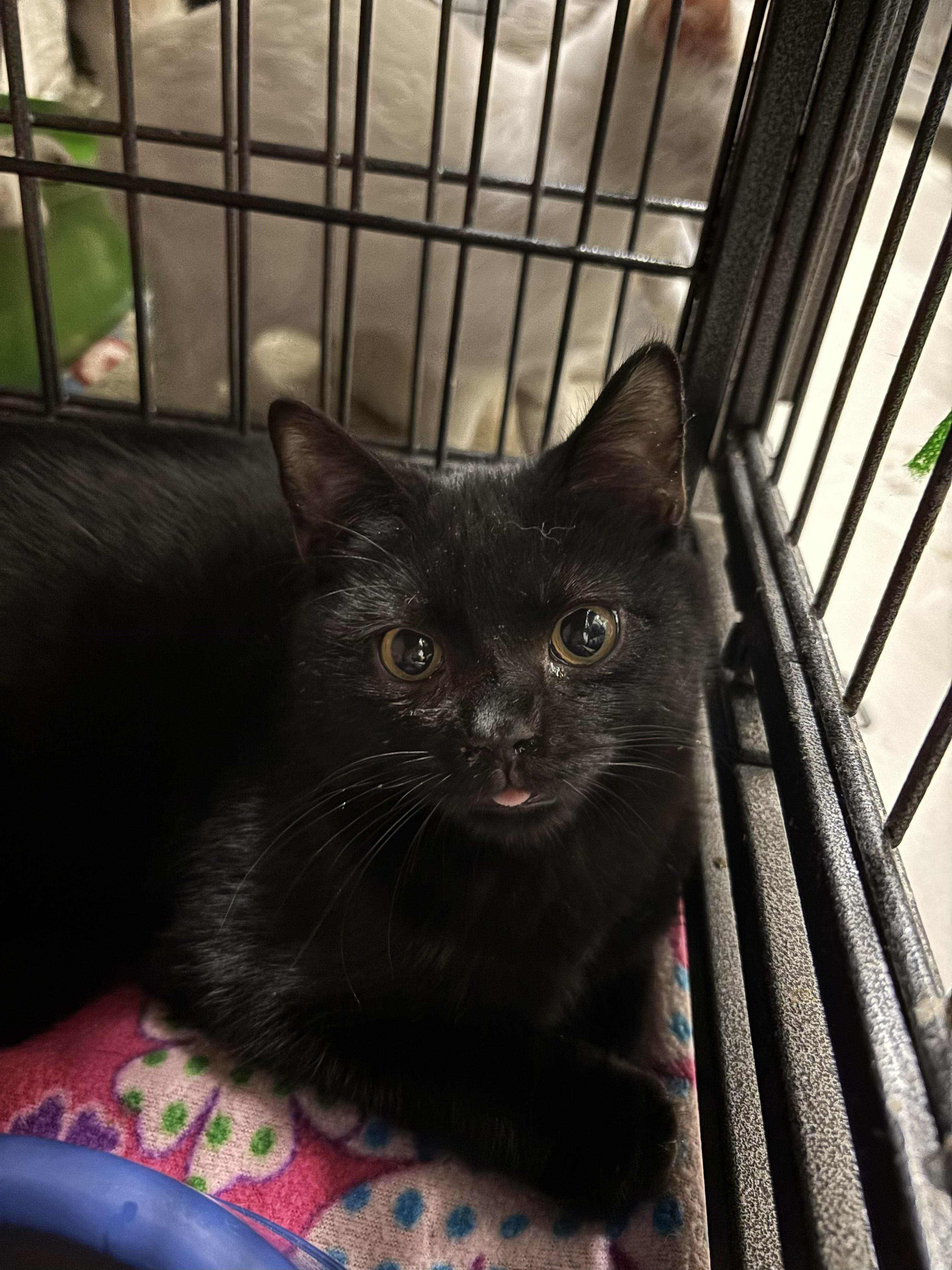 Enlarge Brett, an adopted mixed breed in Bedford, VA image 1/2