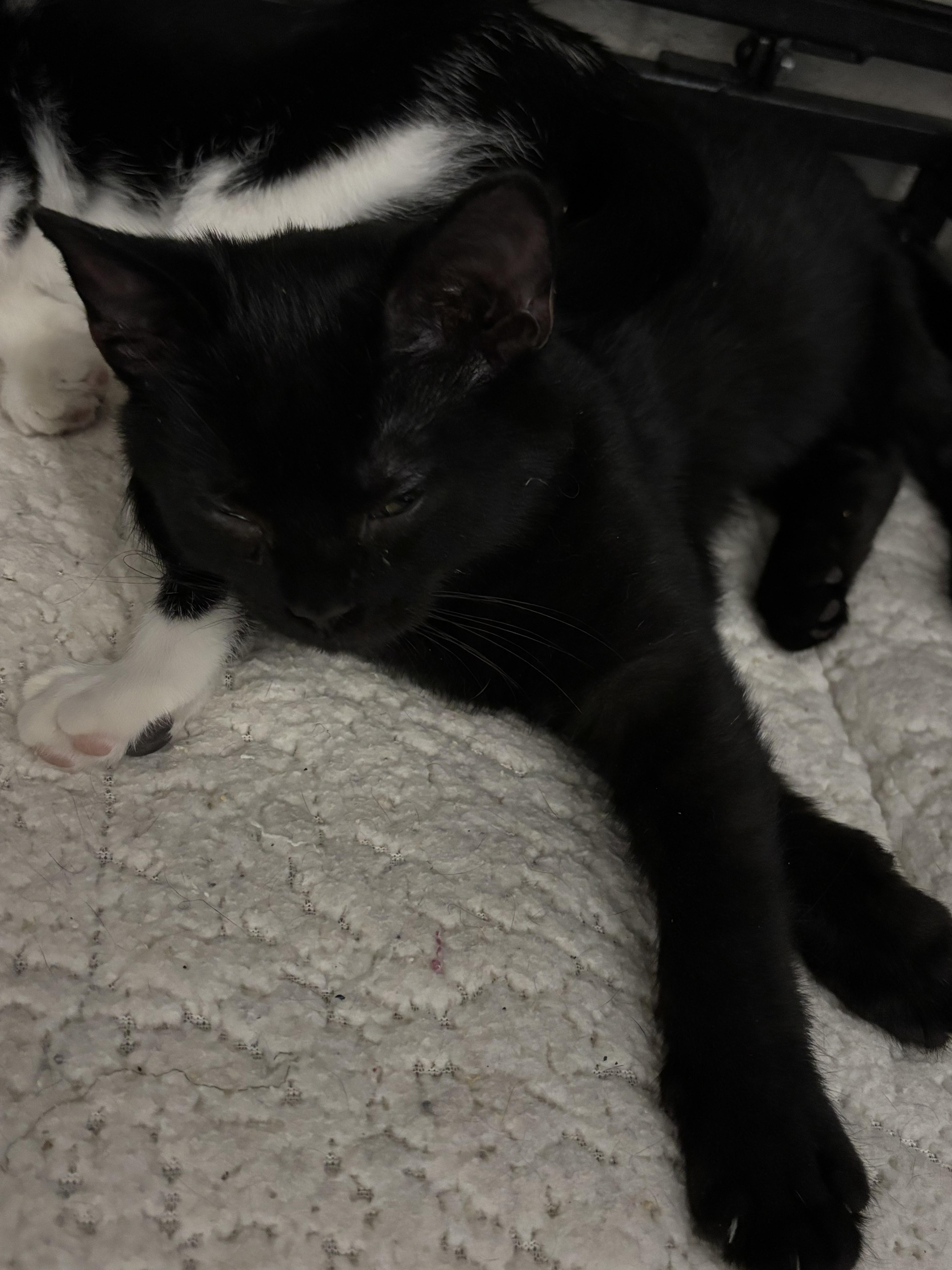 Enlarge Brett, a Adoptable mixed breed in Bedford, VA image 1/1