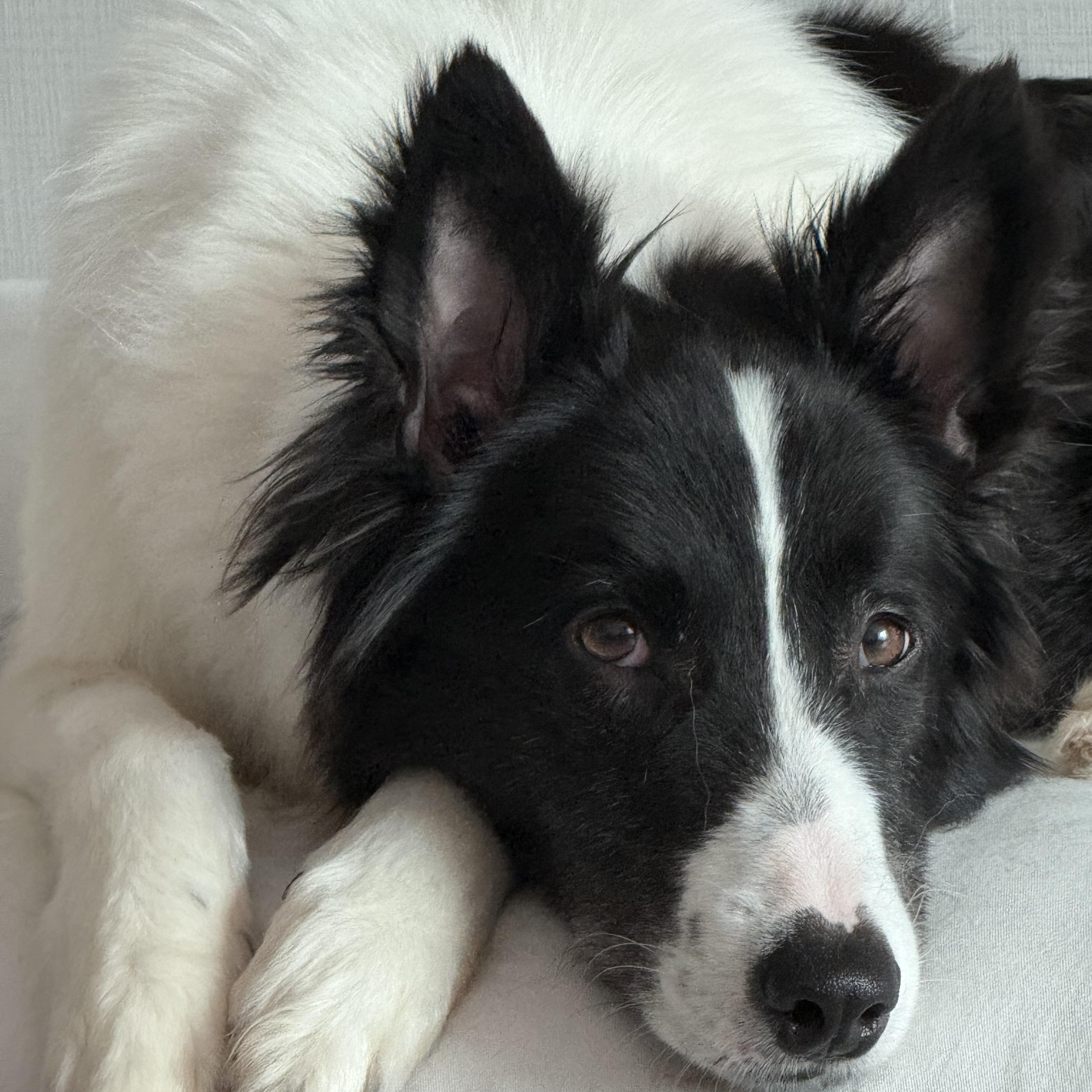 Ashley —Gentle and Deeply Loving, a ADOPTABLE mixed breed in Manchester , NH image 5/6