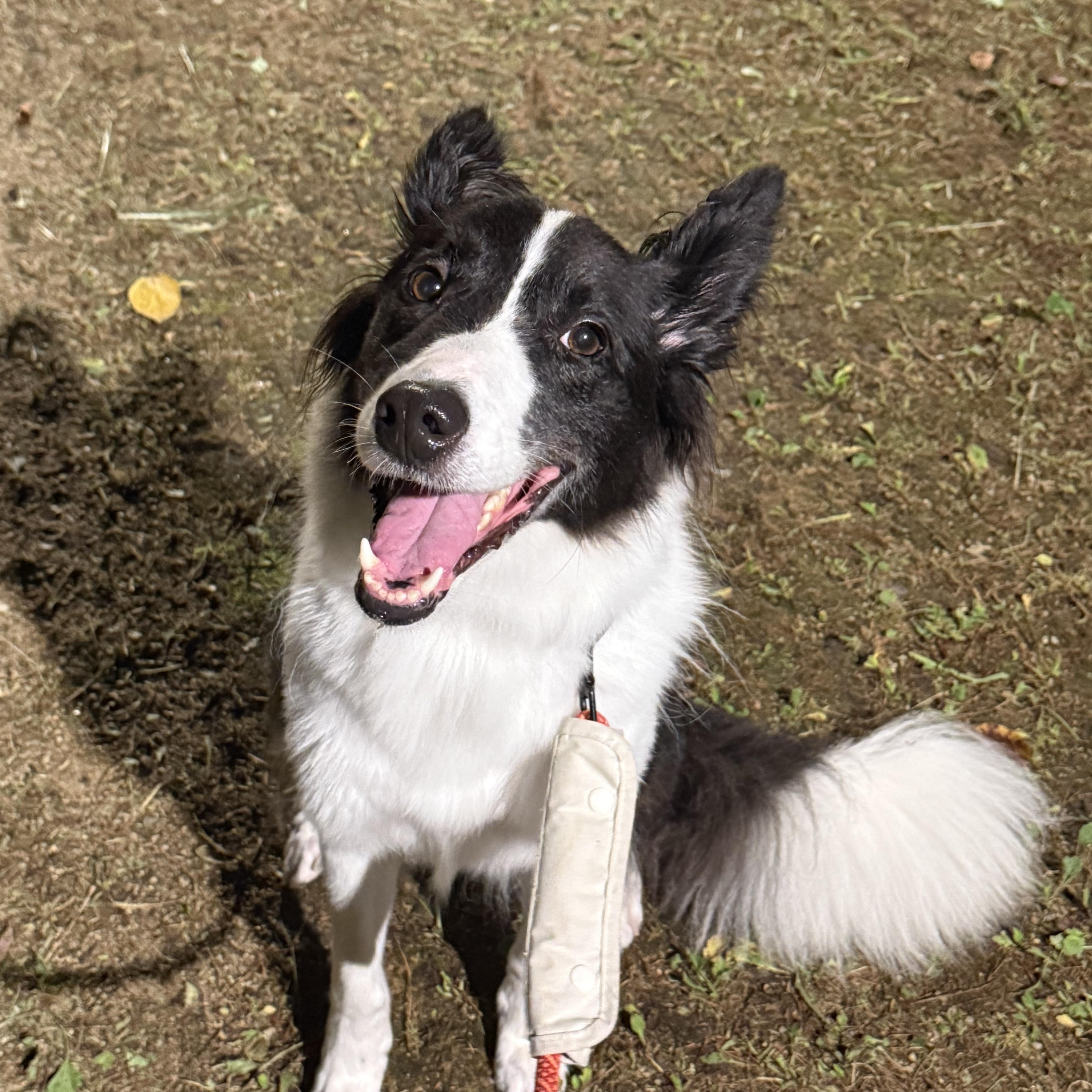 Ashley —Gentle and Deeply Loving, ADOPTABLE, Adult Female Border Collie & Jindo.