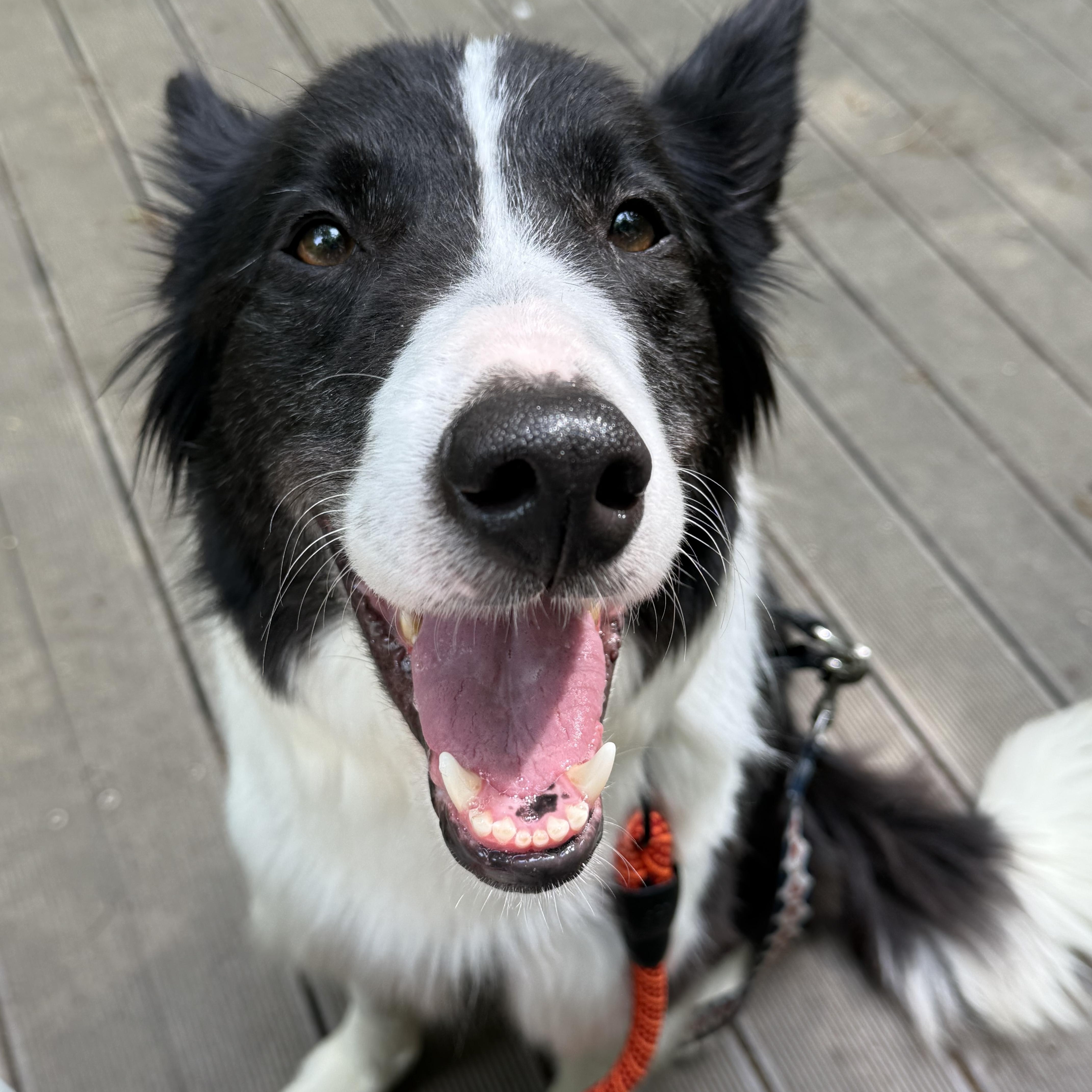 Ashley —Gentle and Deeply Loving, a ADOPTABLE mixed breed in Manchester , NH image 4/6