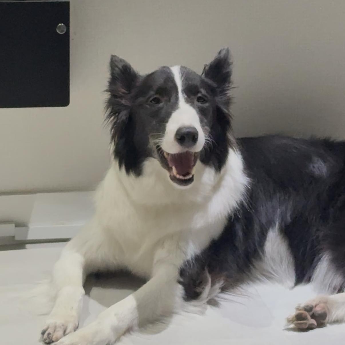 Ashley —Gentle and Deeply Loving, a ADOPTABLE mixed breed in Manchester , NH image 6/6