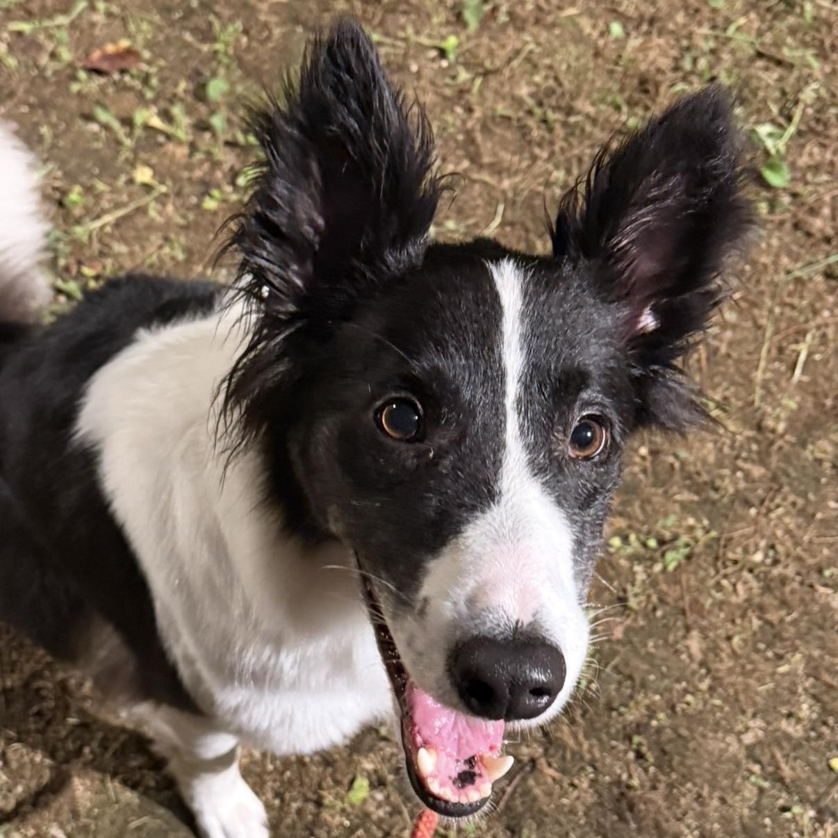 Ashley —Gentle and Deeply Loving, a ADOPTABLE mixed breed in Manchester , NH image 2/6