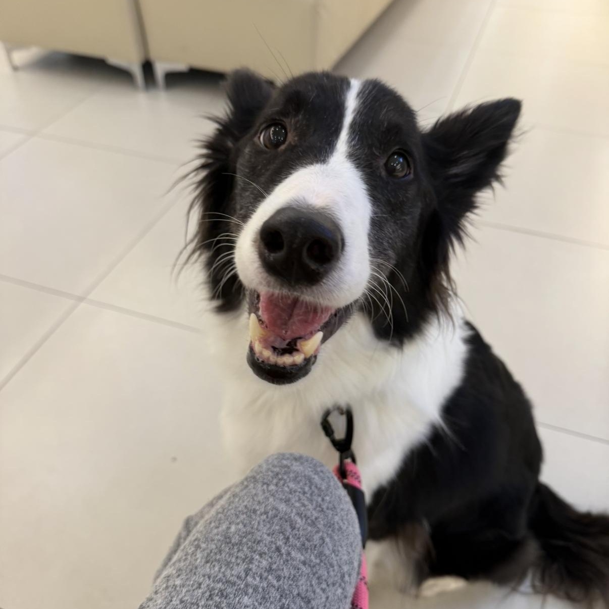 Ashley —Gentle and Deeply Loving, a ADOPTABLE mixed breed in Manchester , NH image 3/6