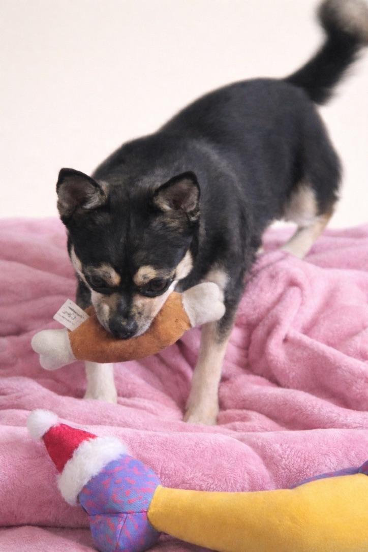 Enlarge Millie, an adopted Chihuahua in Long Beach, WA image 2/3