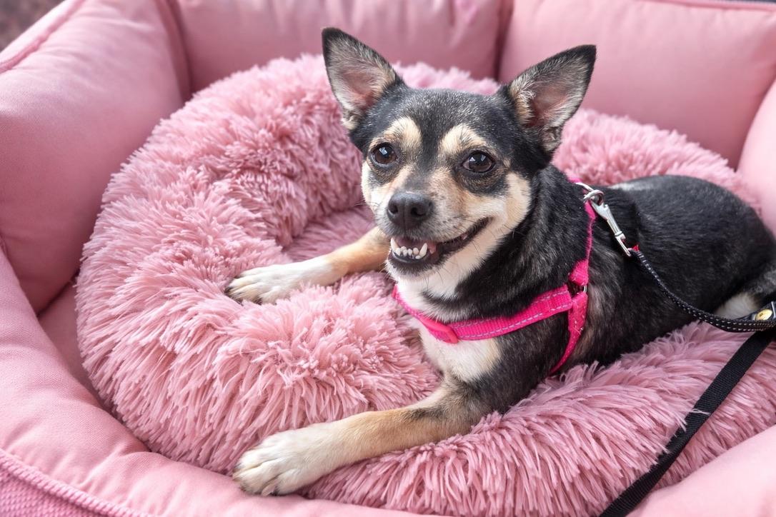 Millie, adopted, Adult Female Chihuahua.