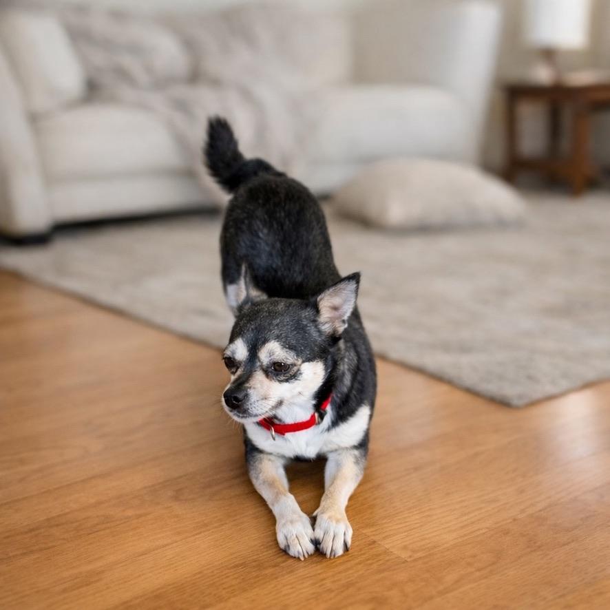 Enlarge Millie, an adopted Chihuahua in Long Beach, WA image 3/3