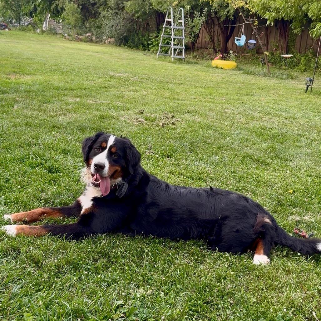 Poppy Seed, Adoptable, Adult Female Bernese Mountain Dog.