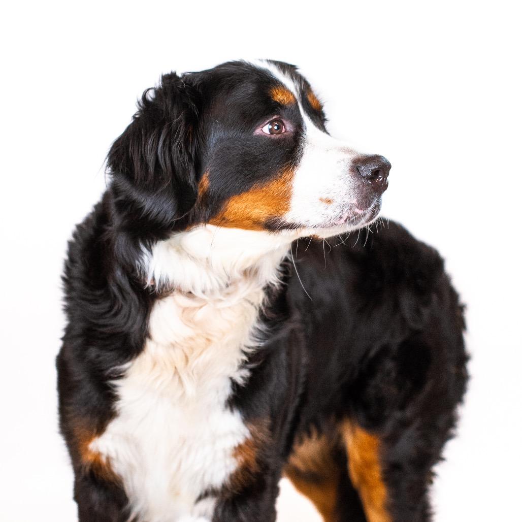Enlarge Poppy Seed, a Adoptable Bernese Mountain Dog in Northbrook, IL image 2/6