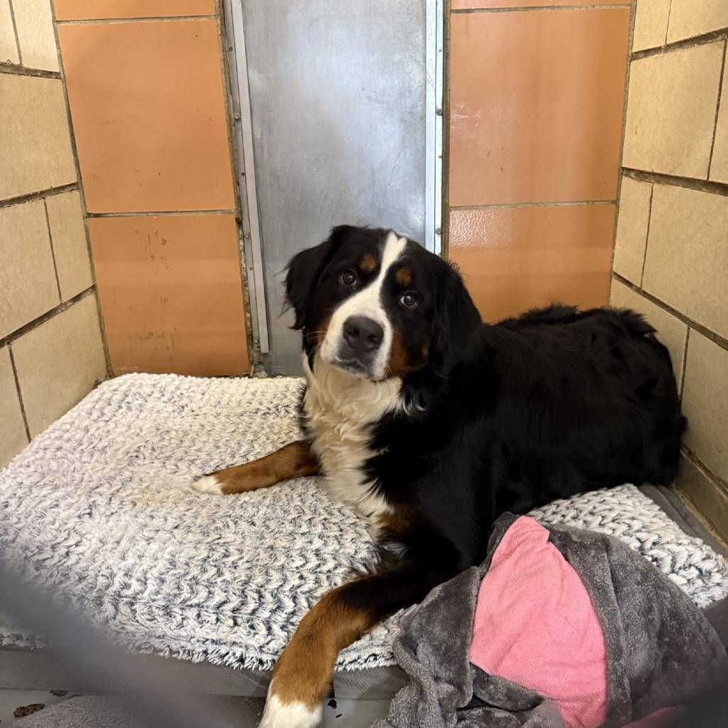 Enlarge Poppy Seed, a Adoptable Bernese Mountain Dog in Northbrook, IL image 3/6