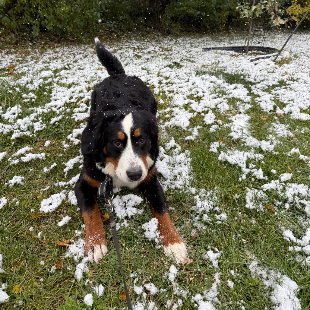 Enlarge Poppy Seed, a Adoptable Bernese Mountain Dog in Northbrook, IL image 4/6