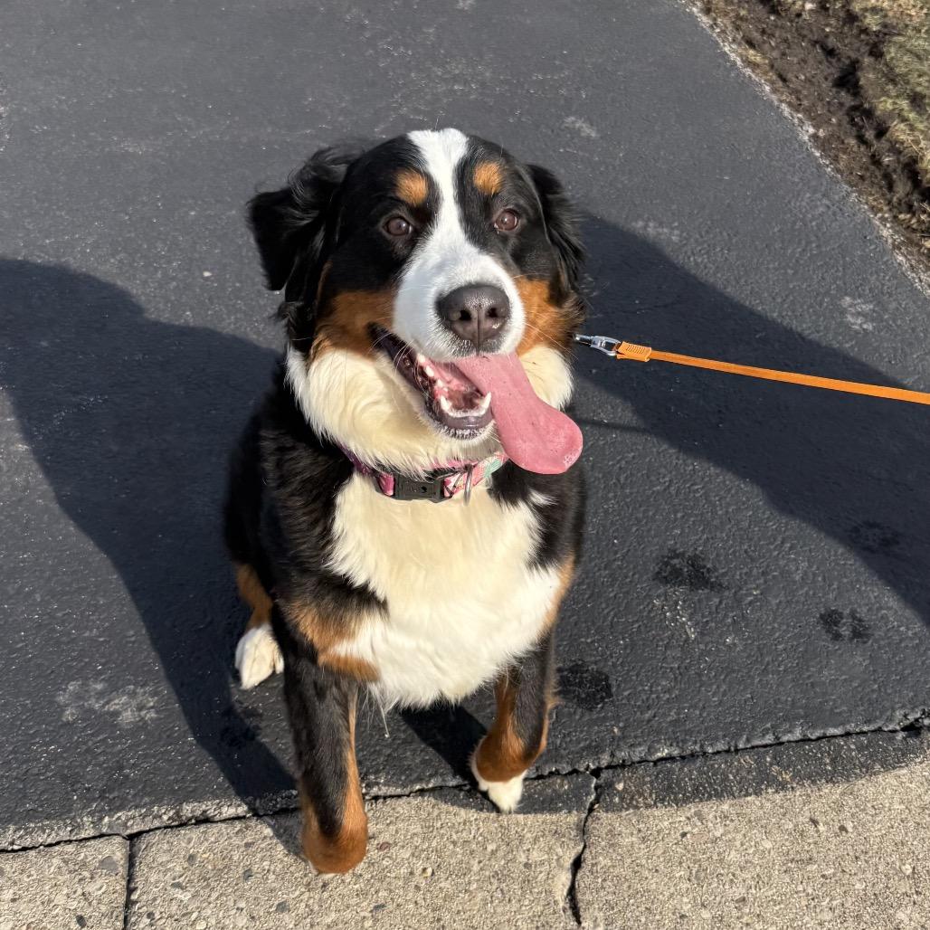 Enlarge Poppy Seed, a Adoptable Bernese Mountain Dog in Northbrook, IL image 5/6