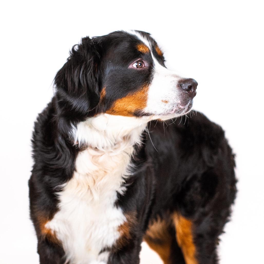 Enlarge Poppy Seed, a Adoptable Bernese Mountain Dog in Northbrook, IL image 6/6