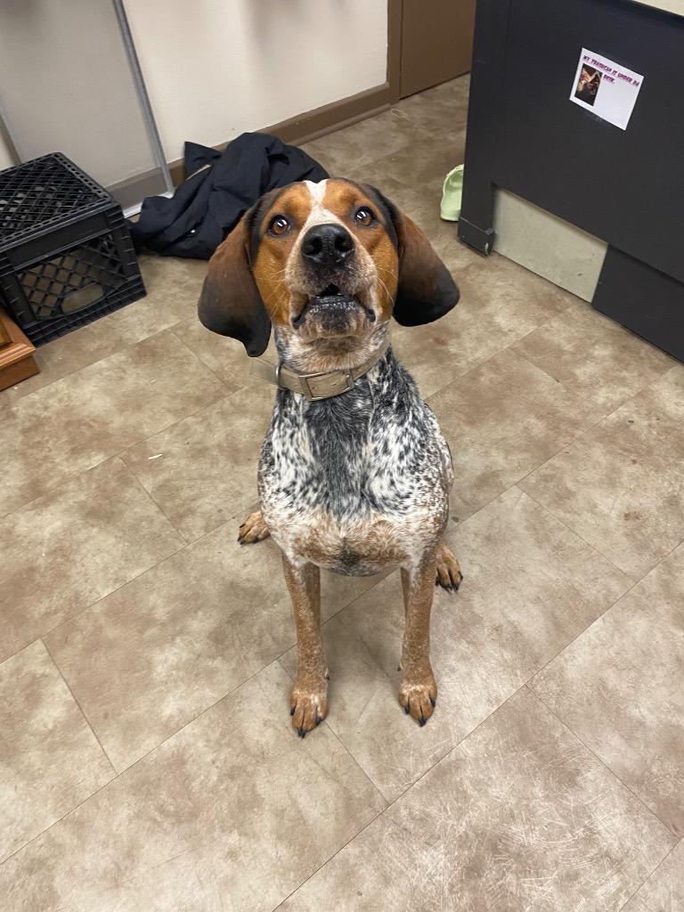 Elmer Fudd thumbnail 2