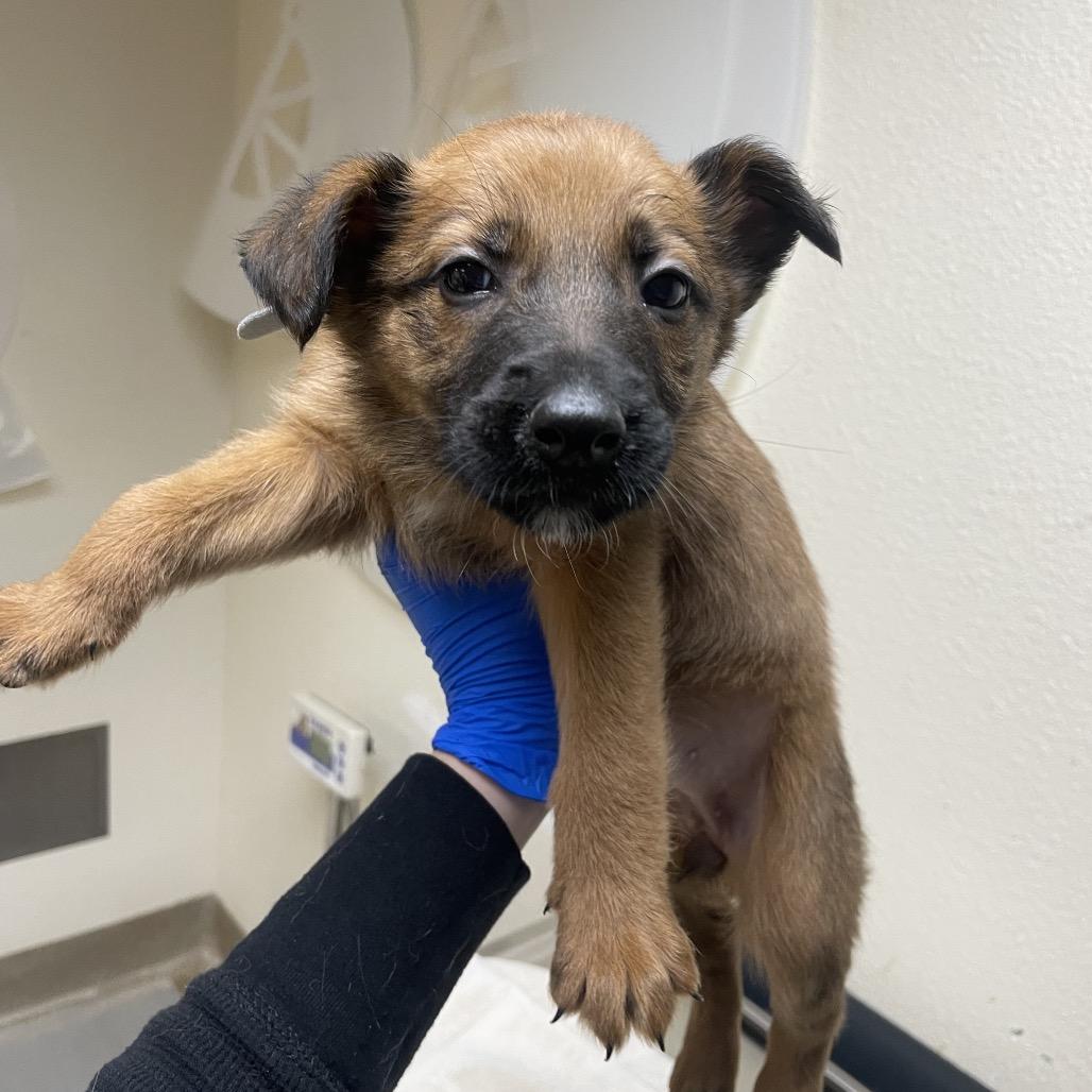 Opal, Adoptable, Puppy Female Standard Poodle & Mixed Breed.