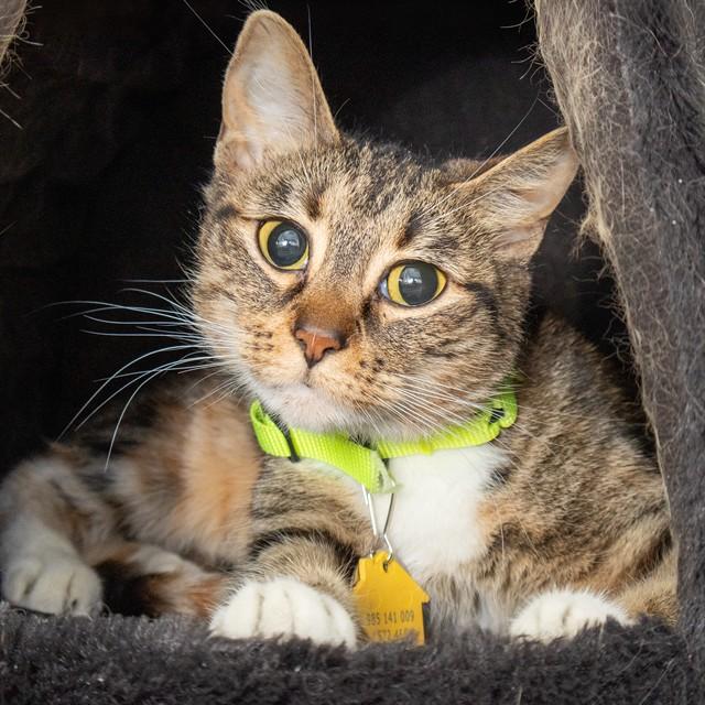 MAISY, Adoptable, Young Female Domestic Short Hair.
