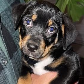 Angela, ADOPTABLE, Puppy Female Mixed Breed.