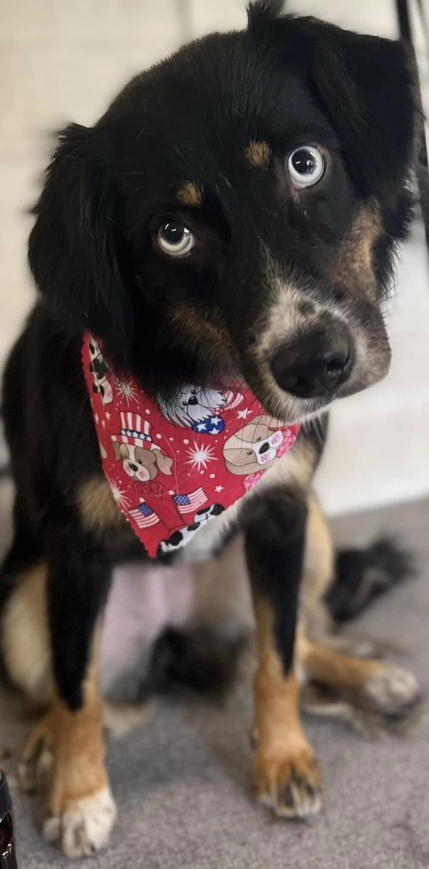 Sybbie aka Sybil: Not at shelter (Kendra), Adoptable, Adult Female Australian Shepherd.