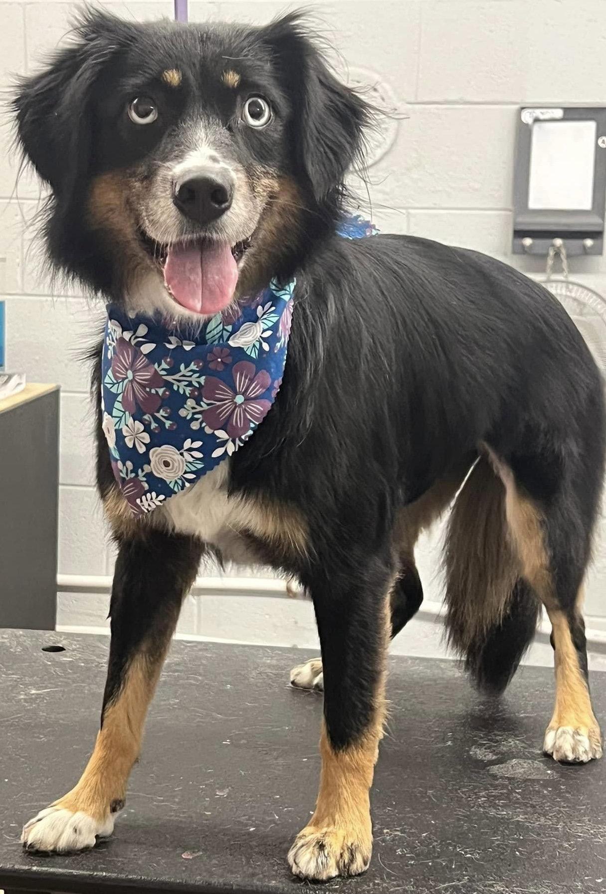 Enlarge Sybbie aka Sybil: Not at shelter (Kendra), a Adoptable Australian Shepherd in Rustburg, VA image 2/3