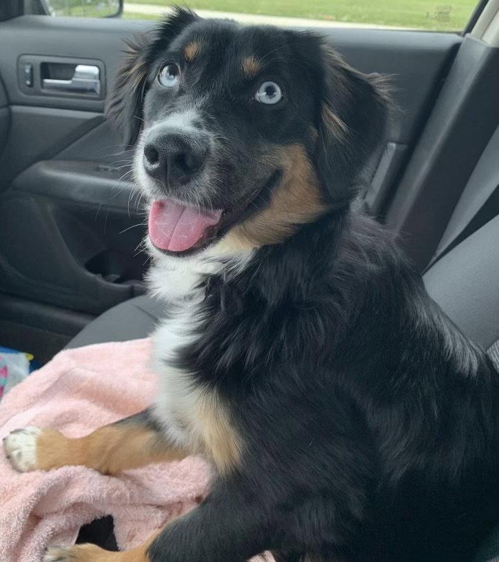 Enlarge Sybbie aka Sybil: Not at shelter (Kendra), a Adoptable Australian Shepherd in Rustburg, VA image 3/3