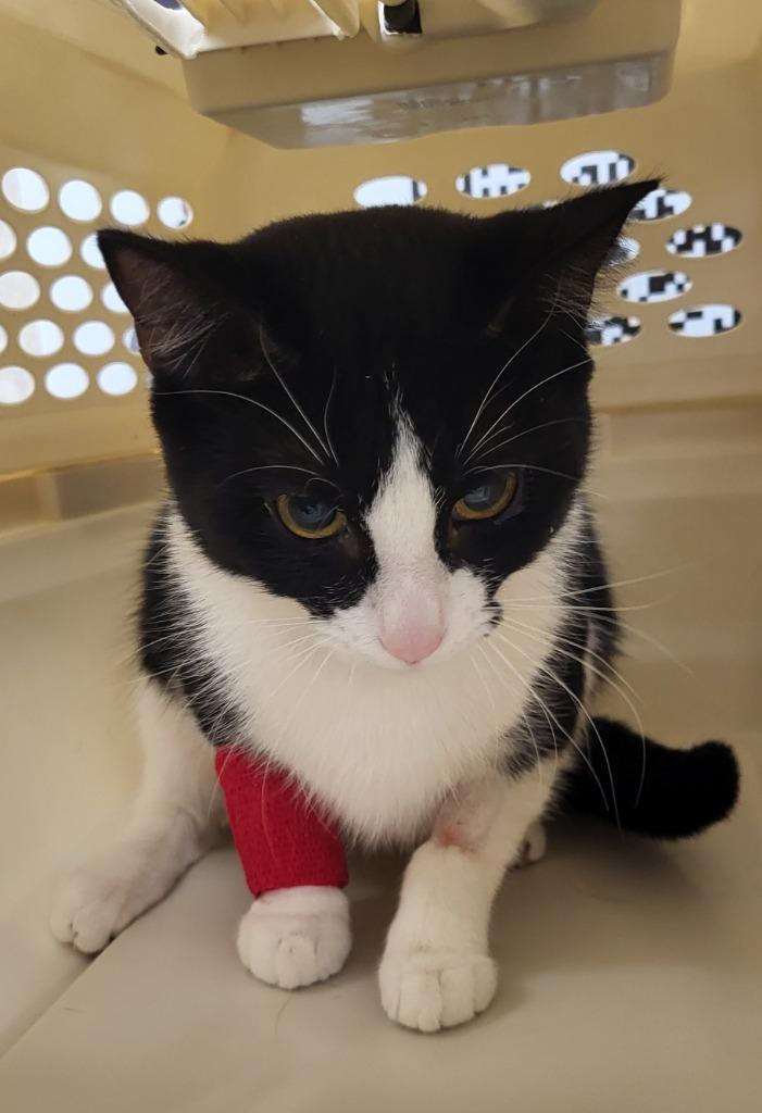 Polly, Adoptable, Young Female Domestic Short Hair.