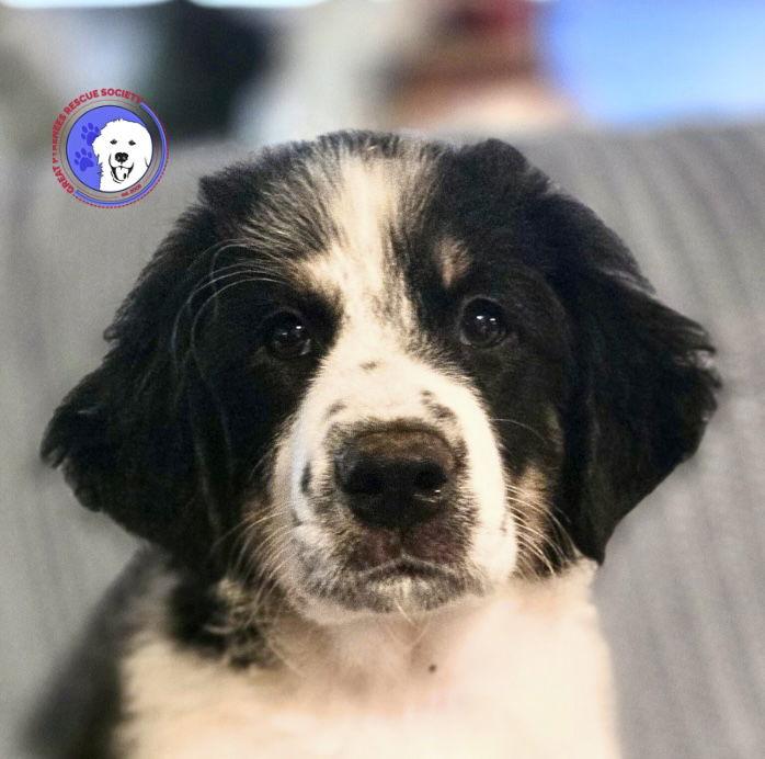 Ollie — thumbnail 3