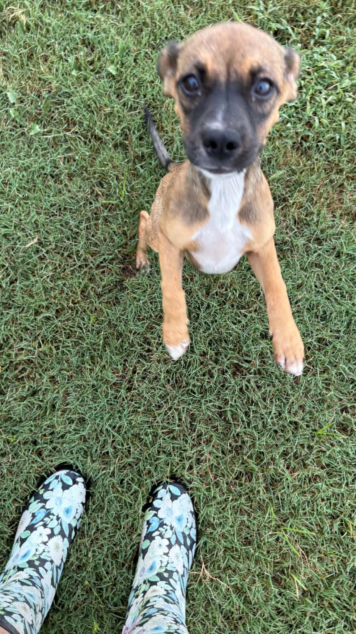 Enlarge Jodie, a ADOPTABLE mixed breed in Ayden, NC image 6/6