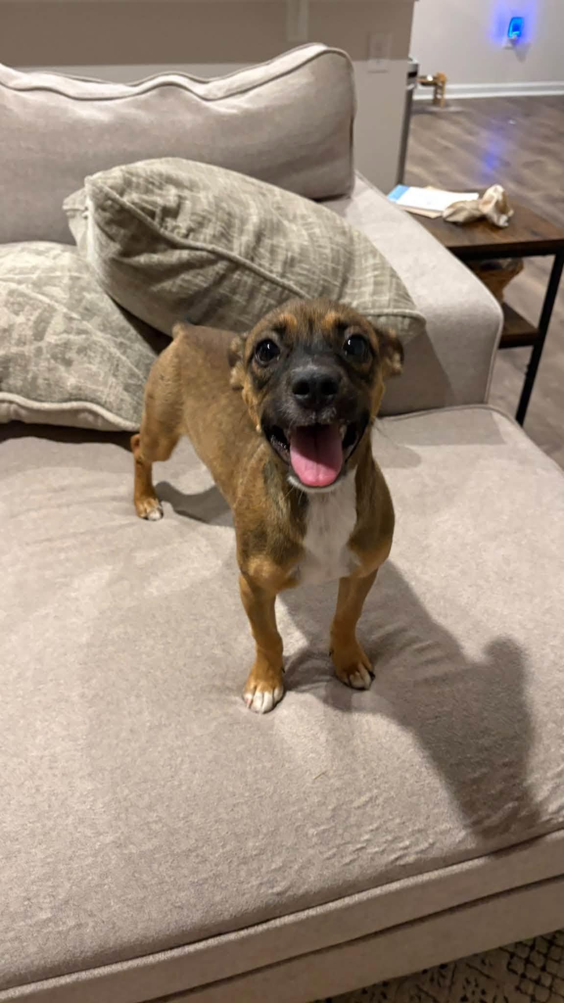 Jodie, Adoptable, Puppy Female Terrier.