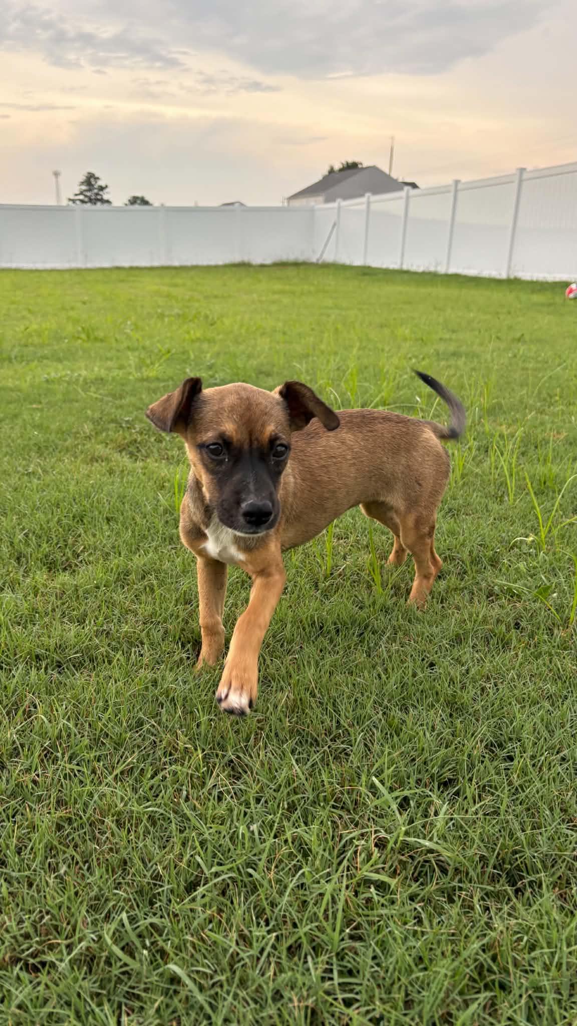 Enlarge Jodie, a ADOPTABLE mixed breed in Ayden, NC image 4/6