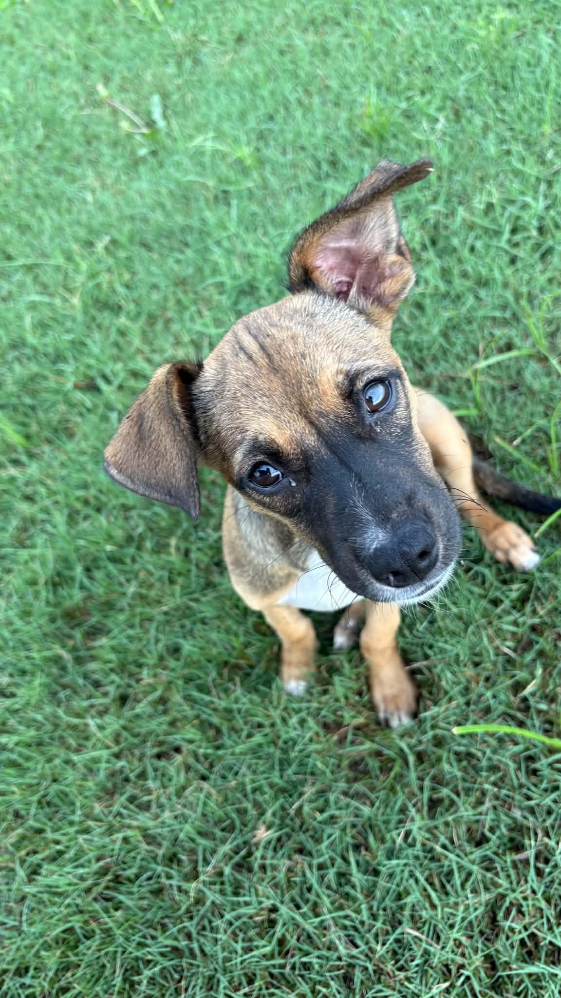 Enlarge Jodie, a ADOPTABLE mixed breed in Ayden, NC image 3/6