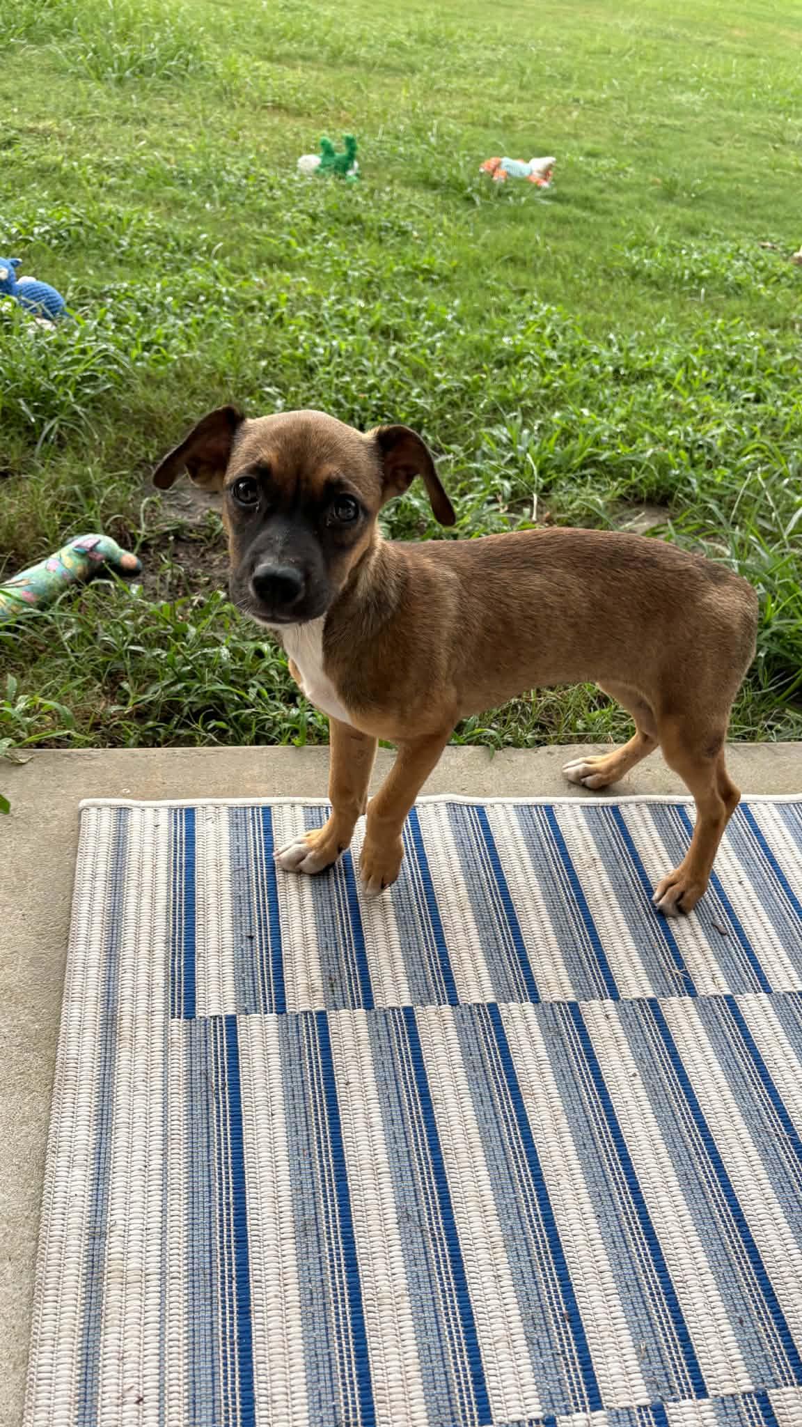 Enlarge Jodie, a ADOPTABLE mixed breed in Ayden, NC image 2/6