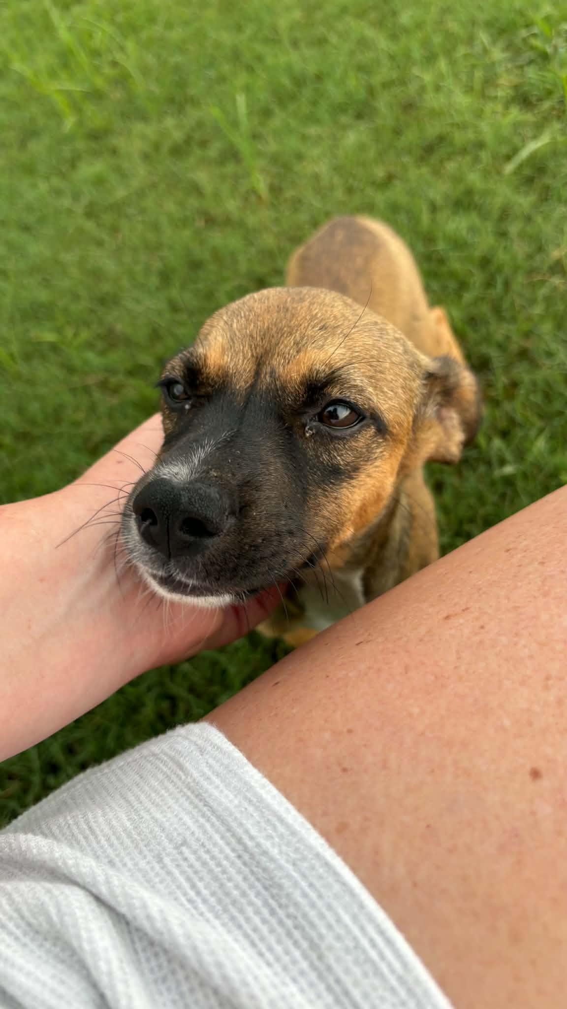 Jodie, ADOPTABLE, Puppy Female Terrier.