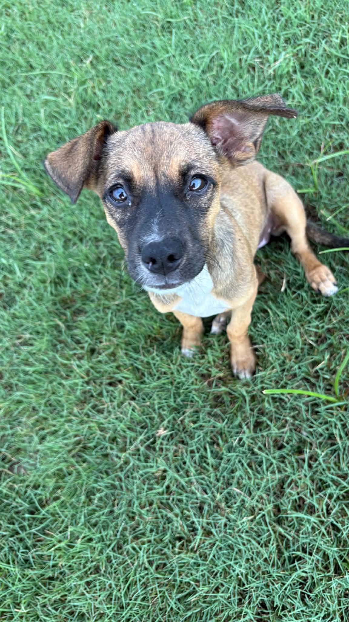 Enlarge Jodie, a ADOPTABLE mixed breed in Ayden, NC image 5/6