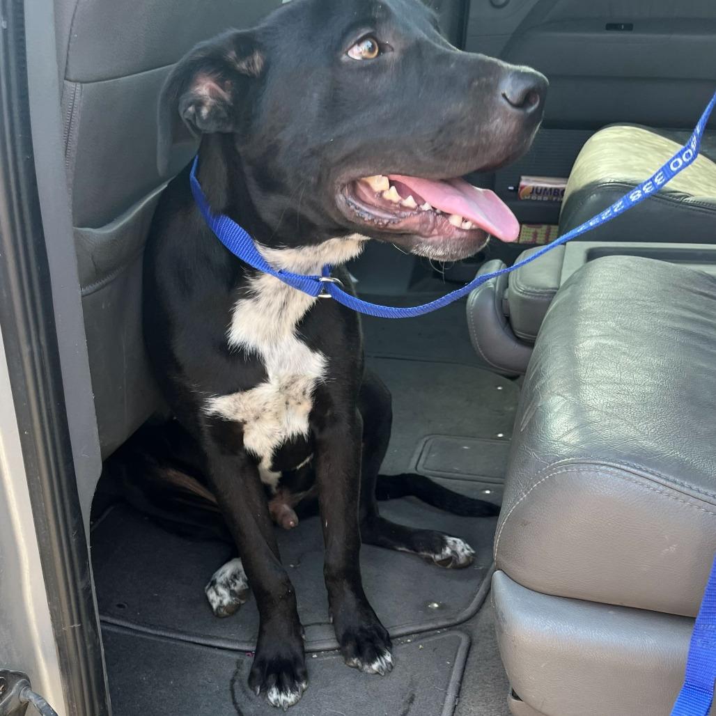 Gaston, a Adoptable mixed breed in Bernalillo, NM image 1/3