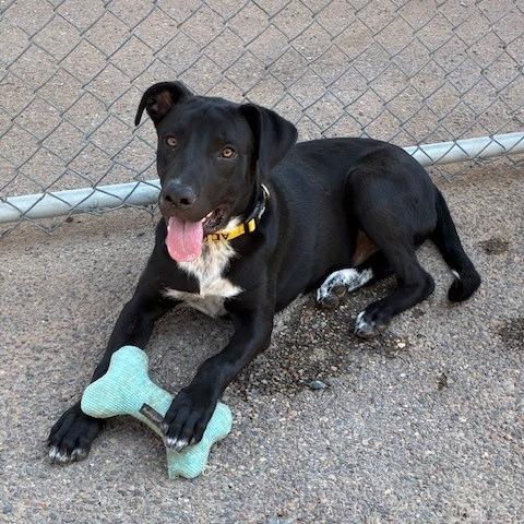 Gaston, Adoptable, Young Male Black Labrador Retriever & Mixed Breed.