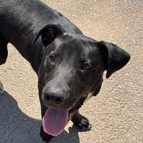 Gaston, a Adoptable mixed breed in Bernalillo, NM image 3/3