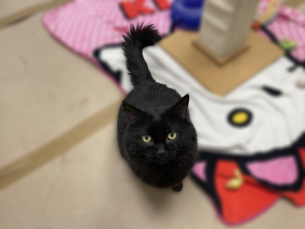 Pork Chop, Adoptable, Adult Male Domestic Medium Hair & Domestic Medium Hair (Black).