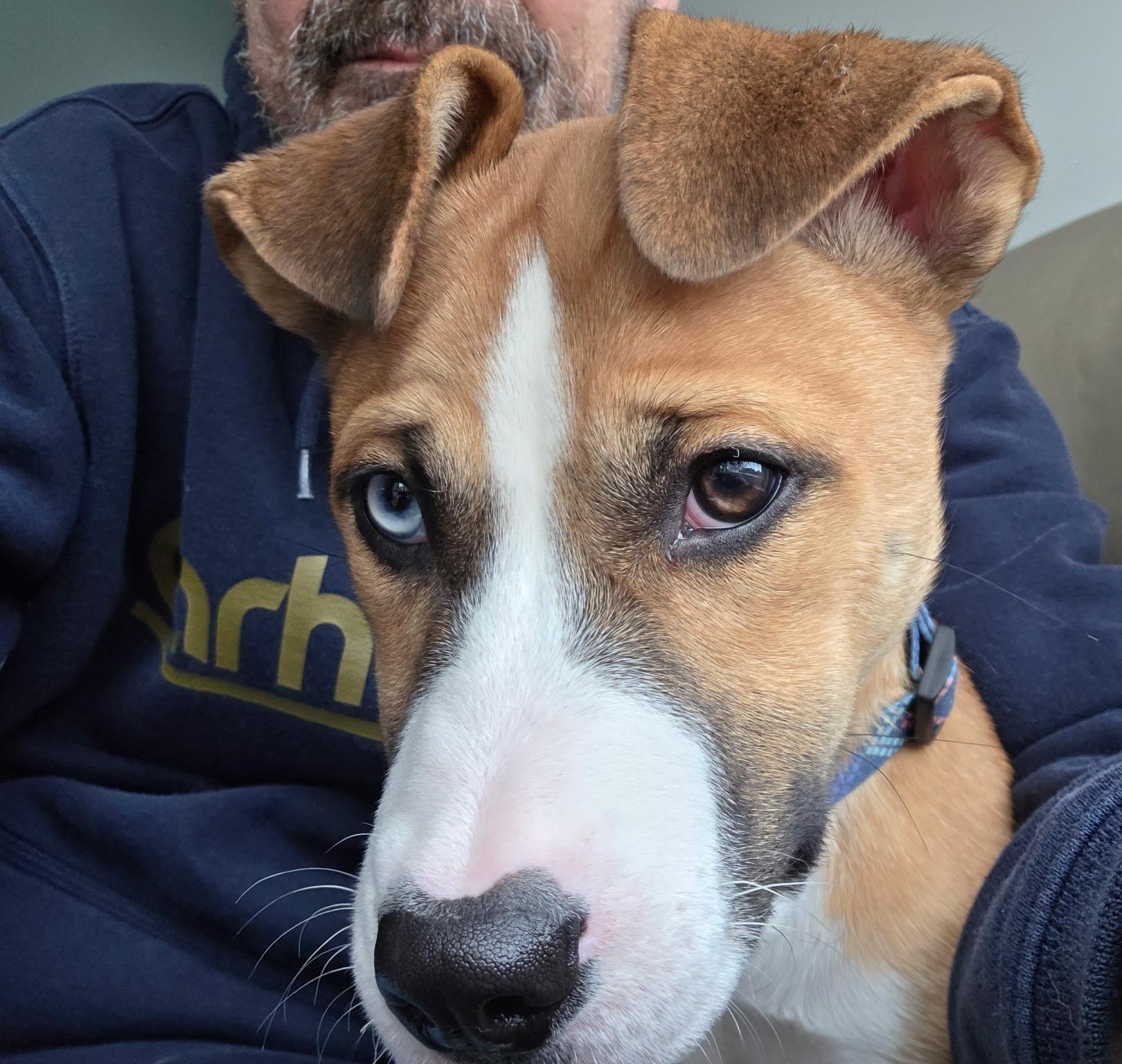 Mystic, ADOPTABLE, Puppy Female Husky.