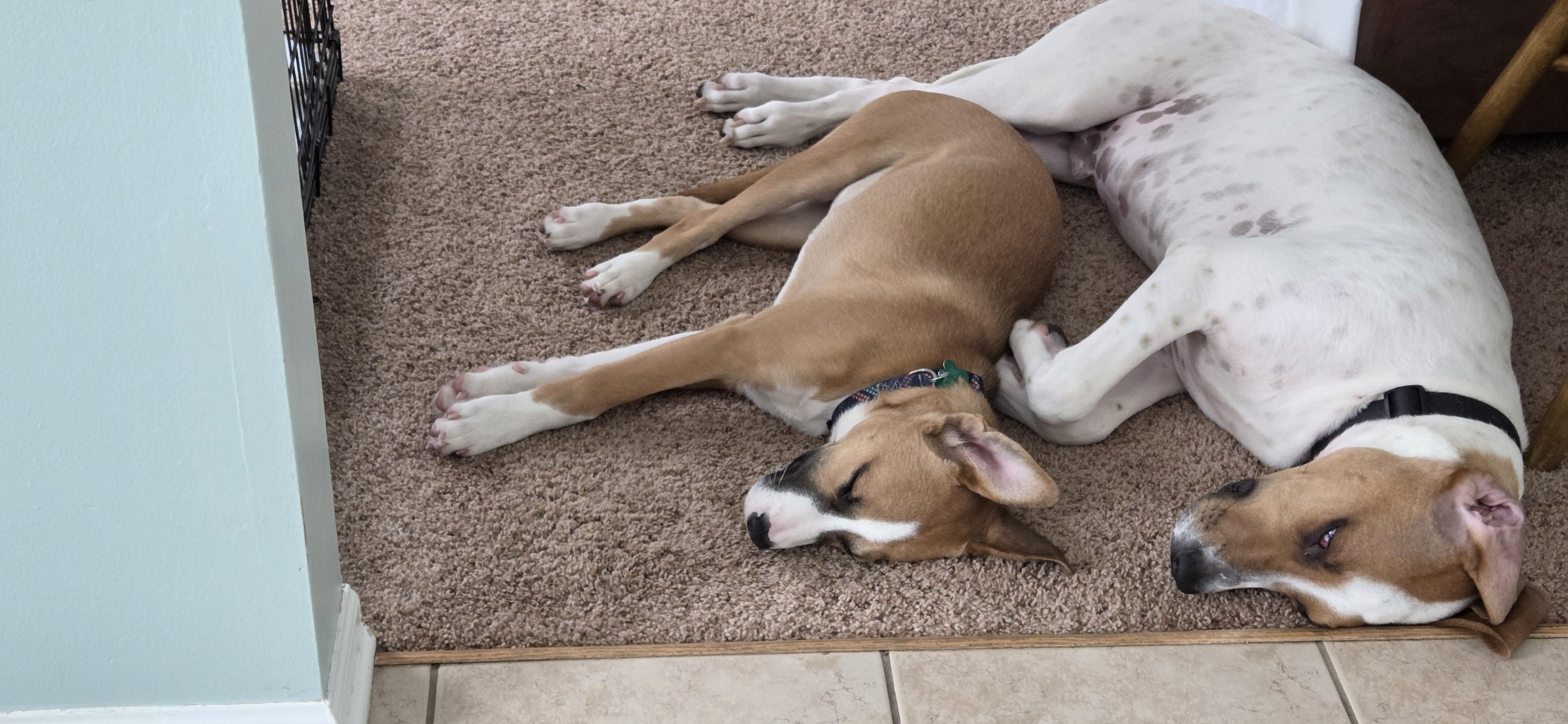 Enlarge Mystic, a ADOPTABLE mixed breed in Aurora, IL image 4/6