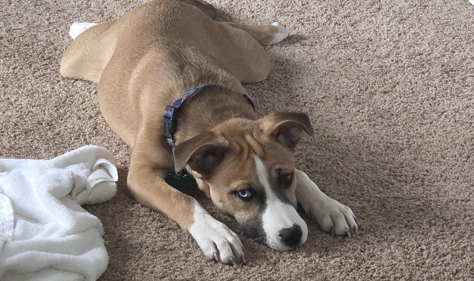 Enlarge Mystic, a ADOPTABLE mixed breed in Aurora, IL image 1/6